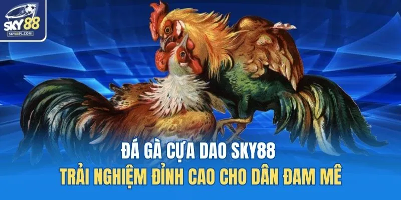 Đá gà cựa dao