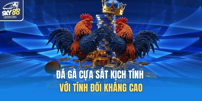 Đá gà cựa sắt kịch tính với tính đối kháng cao